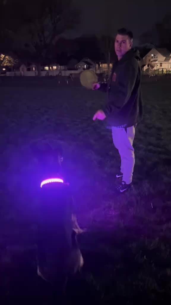 NightSafe LED Dog Collar - Pet Usage